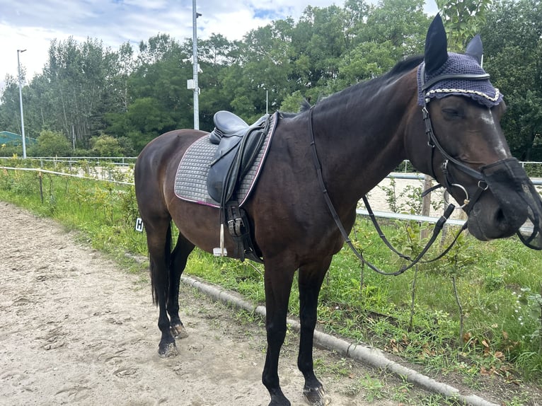 Trakehner Wallach 16 Jahre 165 cm Dunkelbrauner in Langerwisch