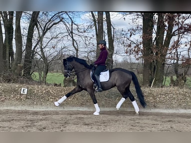 Trakehner Wallach 16 Jahre 169 cm Rappe in Padenstedt