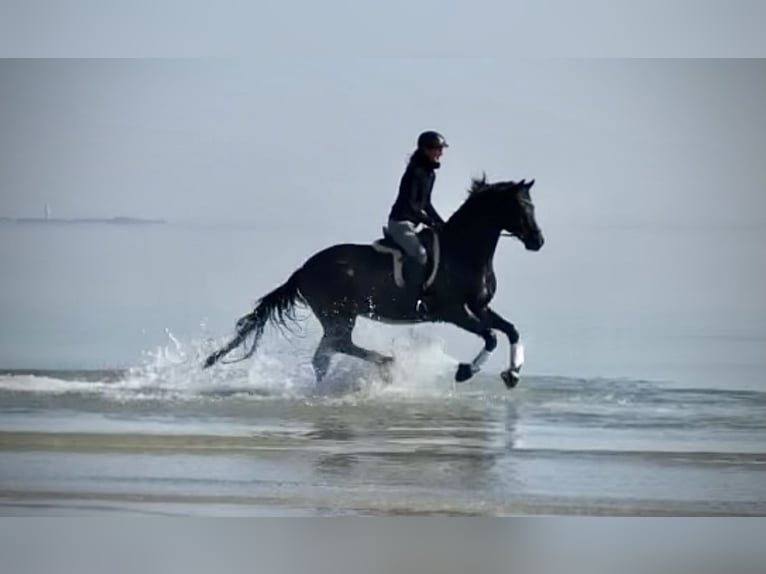 Trakehner Wallach 16 Jahre 169 cm Rappe in Padenstedt