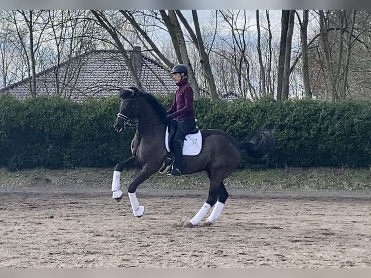 Trakehner Wallach 16 Jahre 169 cm Rappe in Padenstedt