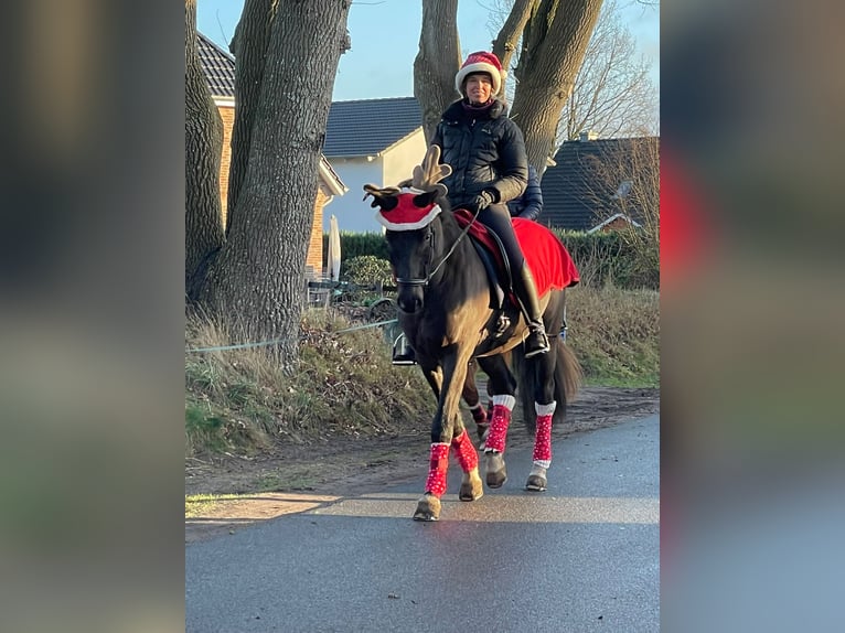 Trakehner Wallach 16 Jahre 169 cm Rappe in Padenstedt
