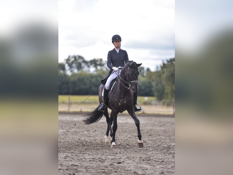 Trakehner Wallach 16 Jahre 169 cm Rappe in Padenstedt