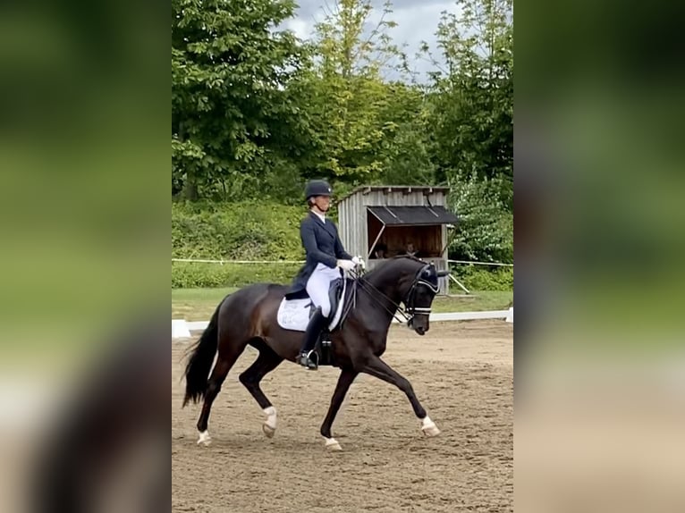Trakehner Wallach 16 Jahre 169 cm Rappe in Padenstedt