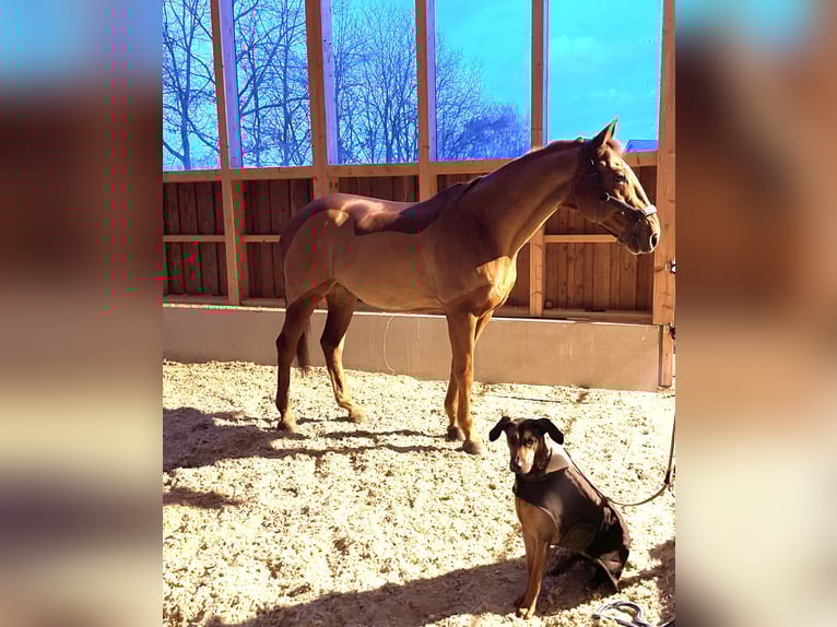 Trakehner Wallach 16 Jahre 170 cm Fuchs in Datteln