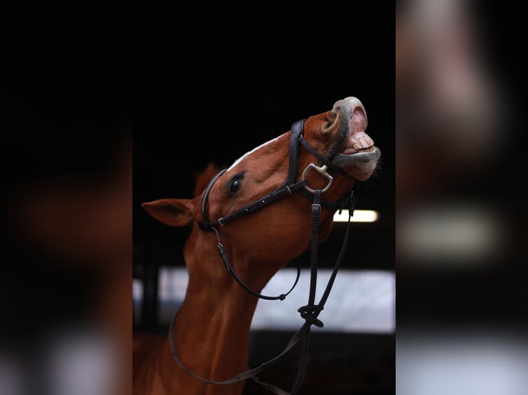 Trakehner Wallach 16 Jahre 170 cm Fuchs in Datteln