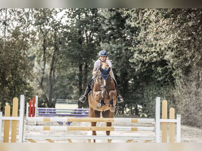 Trakehner Wallach 16 Jahre 170 cm Fuchs in Datteln