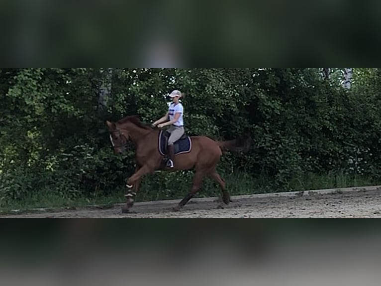 Trakehner Wallach 16 Jahre 170 cm Fuchs in Datteln
