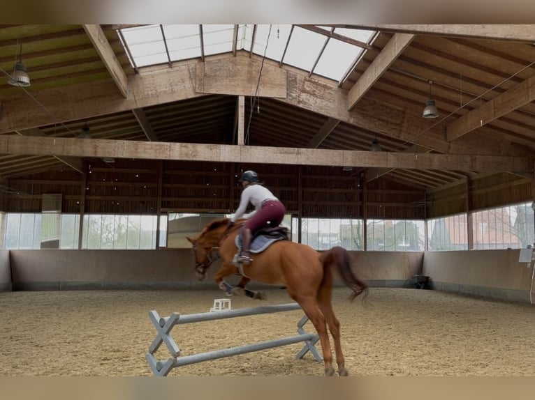 Trakehner Wallach 16 Jahre 170 cm Fuchs in Datteln