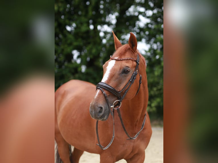 Trakehner Wallach 16 Jahre 170 cm Fuchs in Datteln