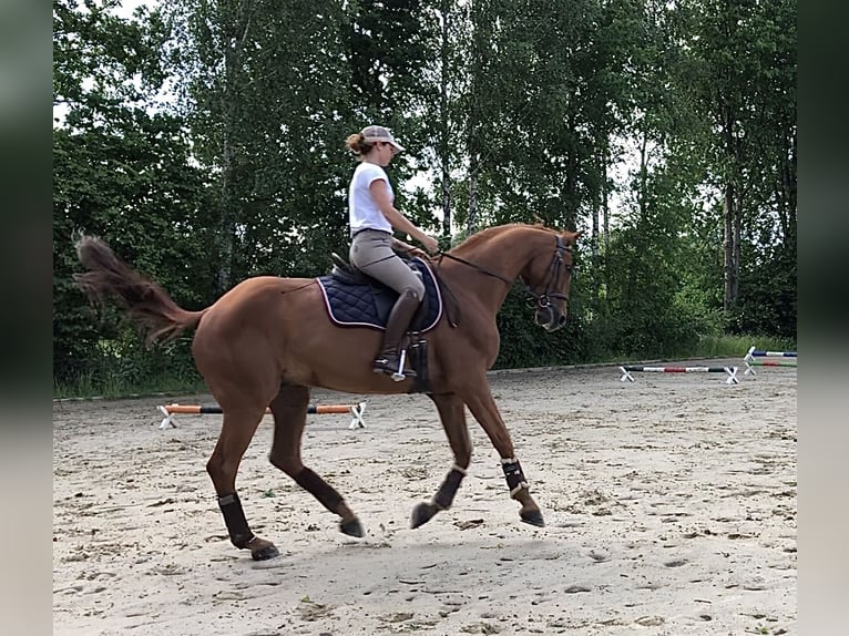 Trakehner Wallach 16 Jahre 170 cm Fuchs in Datteln