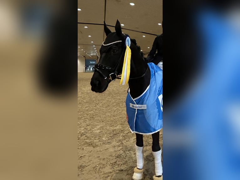 Trakehner Wallach 16 Jahre 170 cm Schwarzbrauner in Satrup