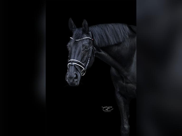 Trakehner Wallach 16 Jahre 170 cm Schwarzbrauner in Satrup