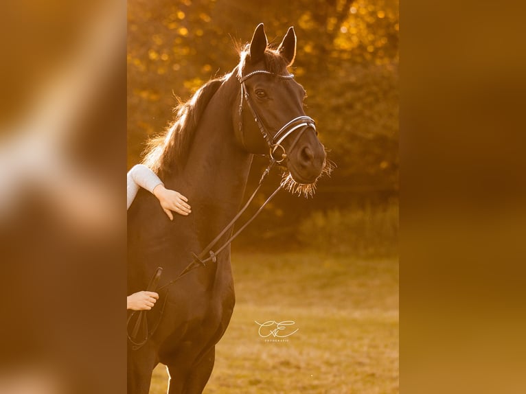 Trakehner Wallach 16 Jahre 170 cm Schwarzbrauner in Satrup