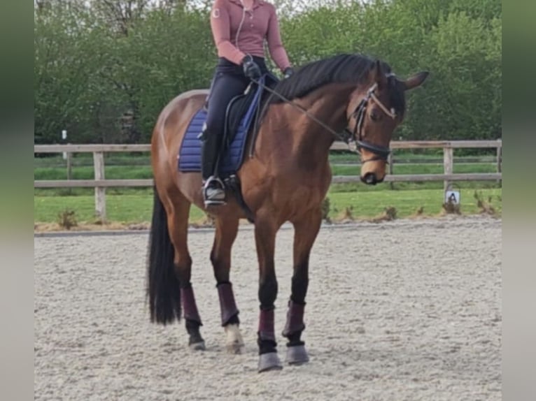 Trakehner Wallach 16 Jahre 175 cm Brauner in Langwedel
