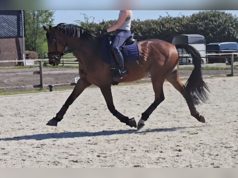 Trakehner Wallach 16 Jahre 175 cm Brauner in Langwedel