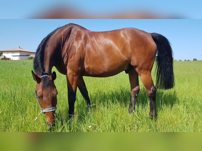 Trakehner Mix Wallach 16 Jahre 185 cm Brauner in Frauenau