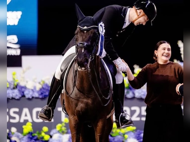 Trakehner Wallach 16 Jahre Rappe in Warszawa