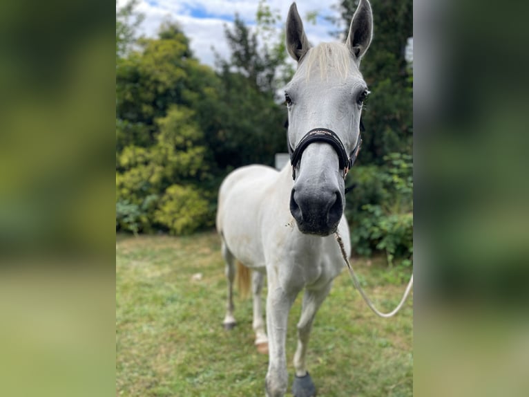 Trakehner Wallach 17 Jahre 165 cm Schimmel in Gütersloh