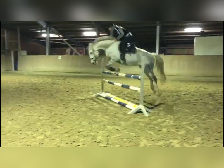 Trakehner Wallach 17 Jahre 165 cm Schimmel in Gütersloh