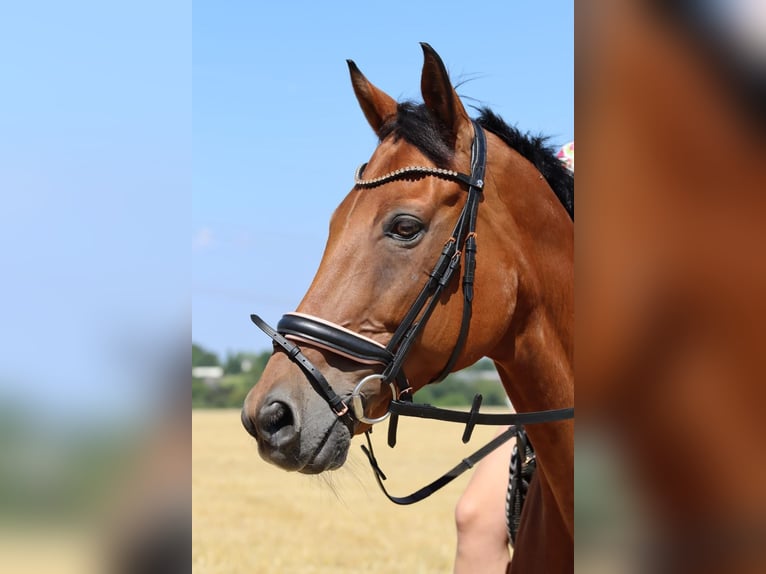 Trakehner Wallach 17 Jahre 169 cm Brauner in Hattingen