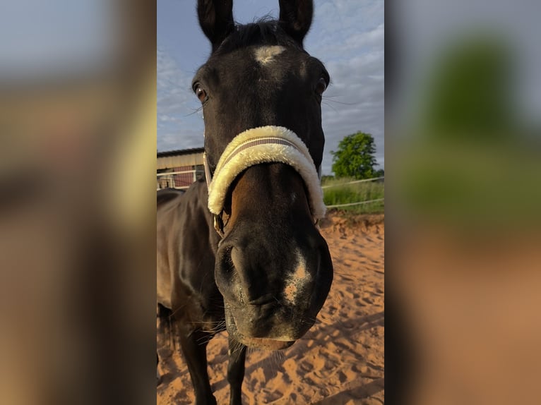 Trakehner Wallach 17 Jahre 170 cm Dunkelbrauner in Wadern