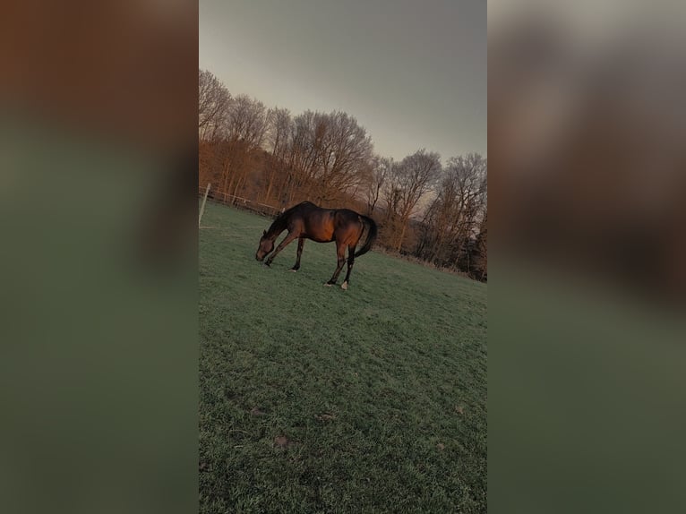 Trakehner Wallach 17 Jahre 170 cm Dunkelbrauner in Wadern