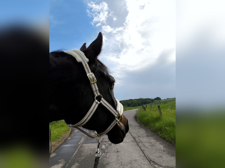 Trakehner Wallach 17 Jahre 170 cm Dunkelbrauner in Wadern