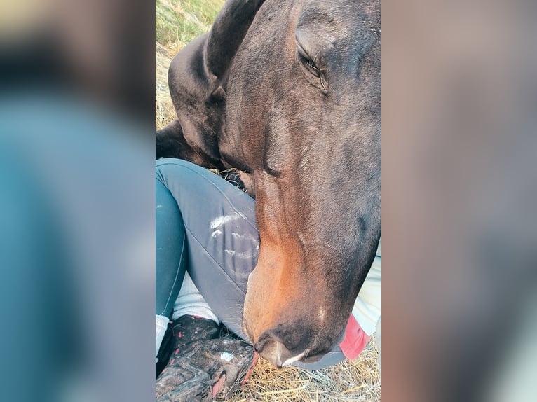 Trakehner Wallach 17 Jahre 170 cm Dunkelbrauner in Wadern