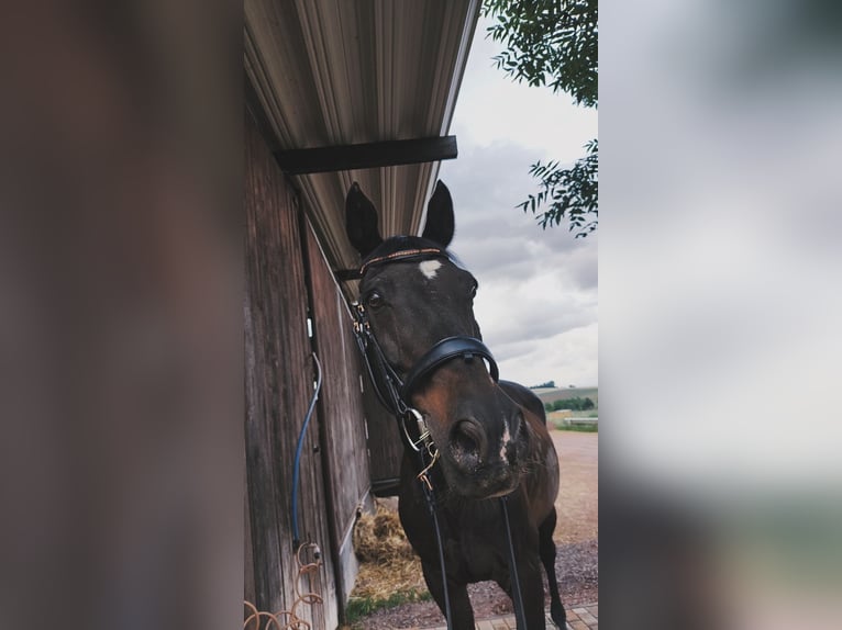 Trakehner Wallach 17 Jahre 170 cm Dunkelbrauner in Wadern