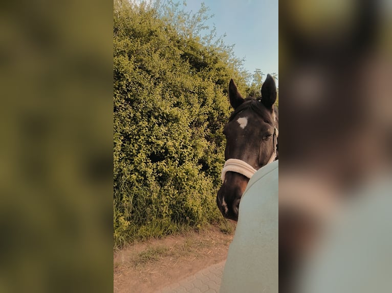 Trakehner Wallach 17 Jahre 170 cm Dunkelbrauner in Wadern