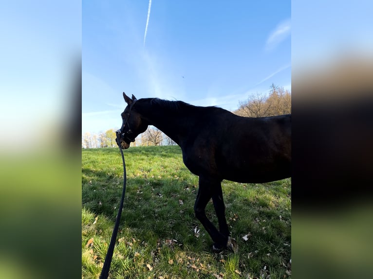 Trakehner Wallach 17 Jahre 170 cm Dunkelbrauner in Wadern