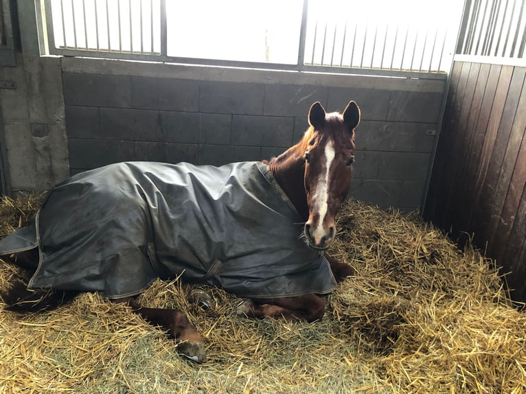 Trakehner Wallach 17 Jahre 170 cm Fuchs in Wetter (Ruhr)