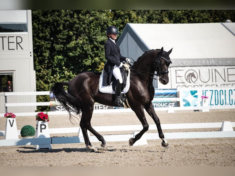 Trakehner Wallach 17 Jahre 171 cm Rappe in Te&#x161;&#xE1;nky
