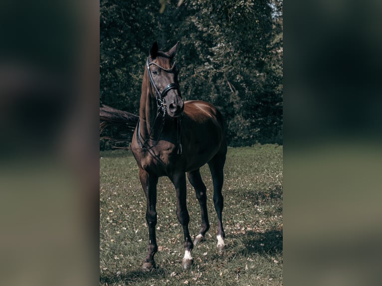 Trakehner Wallach 17 Jahre 171 cm Rappe in Te&#x161;&#xE1;nky
