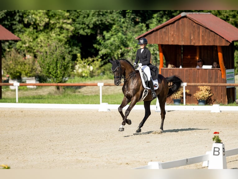 Trakehner Wallach 17 Jahre 171 cm Rappe in Te&#x161;&#xE1;nky