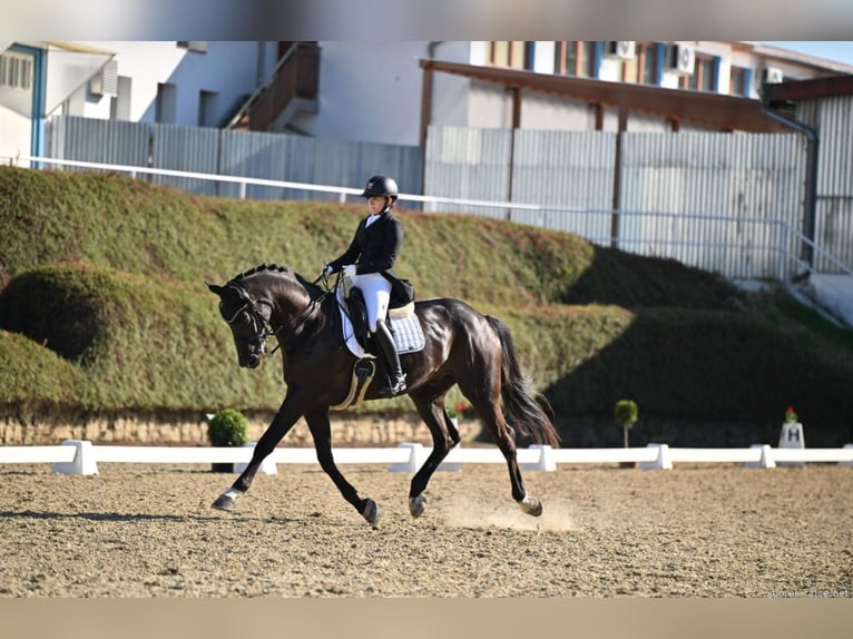 Trakehner Wallach 17 Jahre 171 cm Rappe in Te&#x161;&#xE1;nky