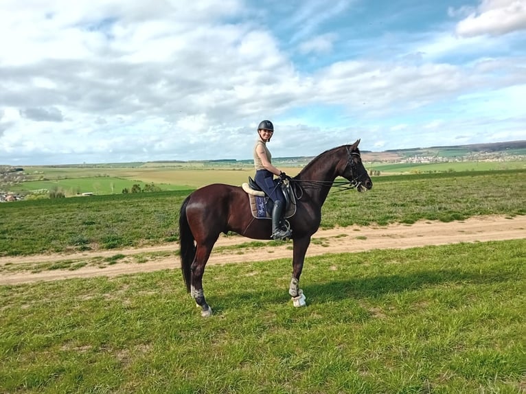 Trakehner Wallach 17 Jahre 171 cm Rappe in Te&#x161;&#xE1;nky