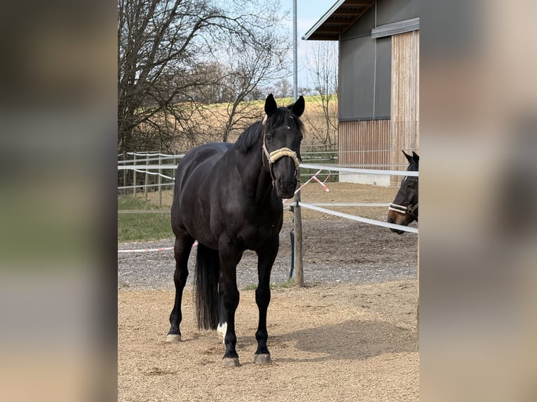 Trakehner Wallach 17 Jahre 172 cm Rappe in Schwendi