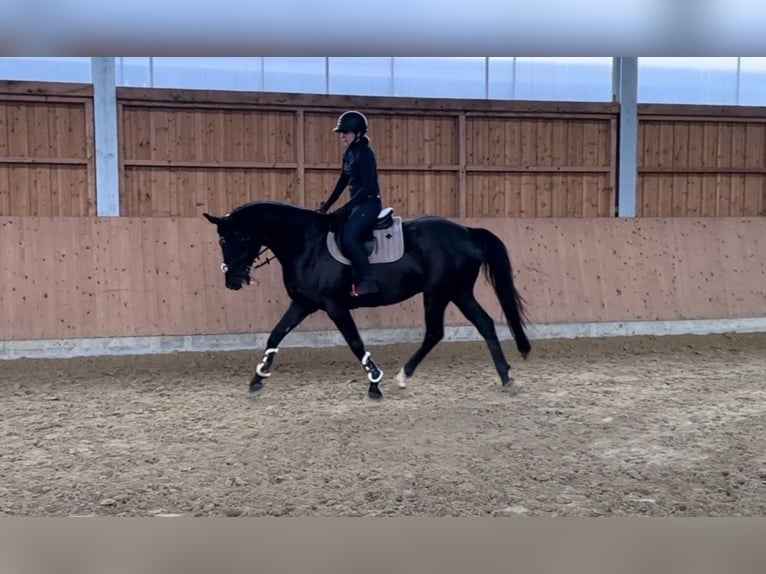 Trakehner Wallach 17 Jahre 172 cm Rappe in Schwendi