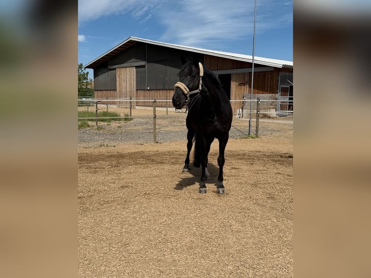 Trakehner Wallach 17 Jahre 172 cm Rappe in Schwendi