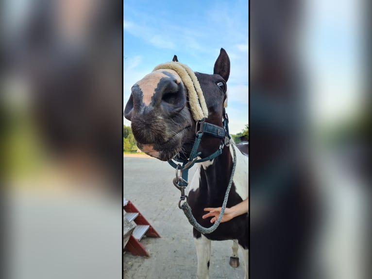 Trakehner Wallach 17 Jahre 172 cm Schecke in Siegen