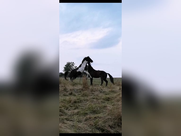 Trakehner Wallach 17 Jahre 172 cm Schecke in Siegen