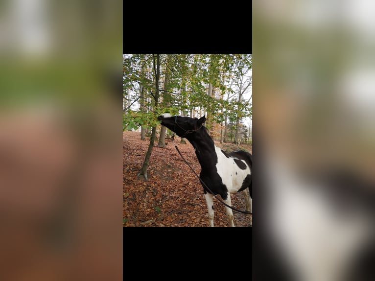 Trakehner Wallach 17 Jahre 172 cm Schecke in Siegen