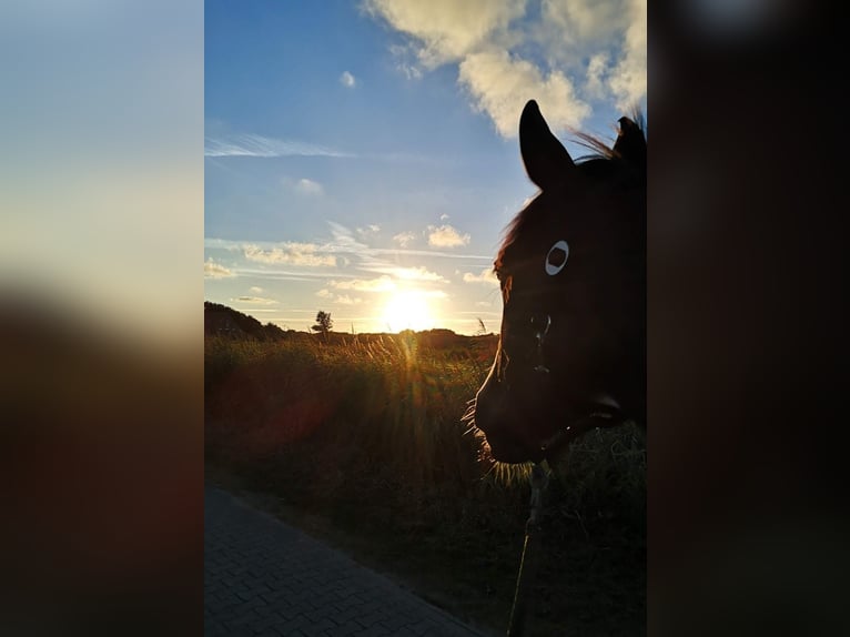 Trakehner Wallach 17 Jahre 172 cm Schecke in Siegen