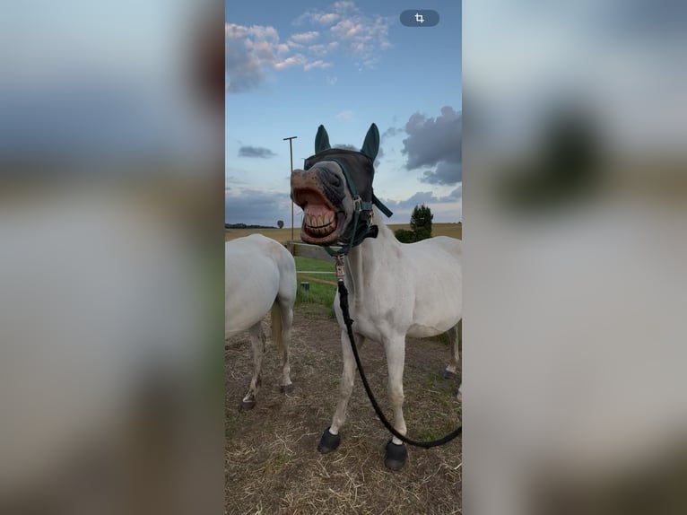 Trakehner Wallach 18 Jahre 163 cm Schimmel in Gronau (Leine)