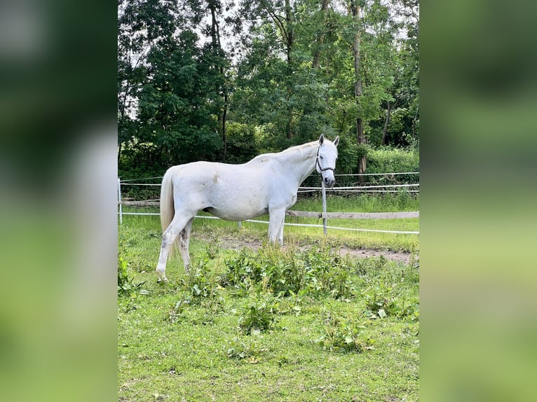 Trakehner Wallach 18 Jahre 163 cm Schimmel in Gronau (Leine)