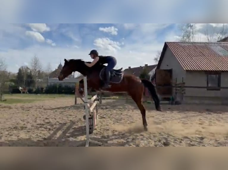 Trakehner Wallach 18 Jahre 166 cm Brauner in Rydzyna