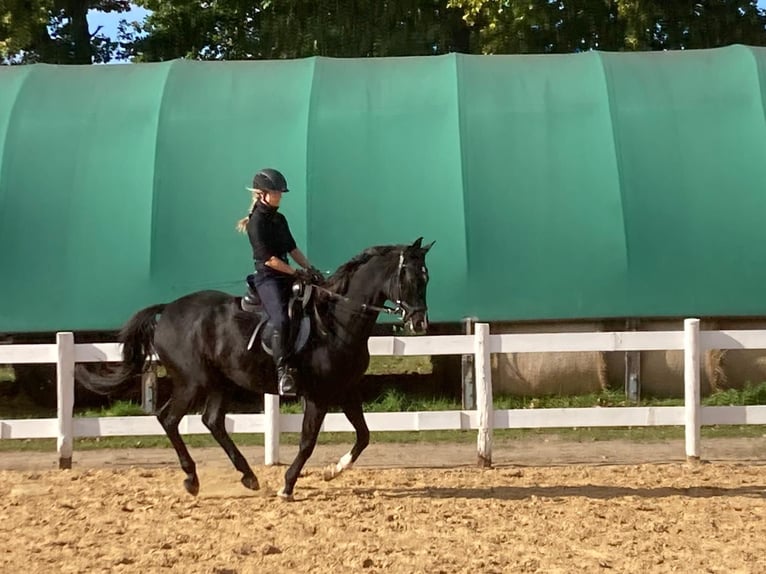 Trakehner Wallach 18 Jahre 167 cm Schwarzbrauner in Retschow