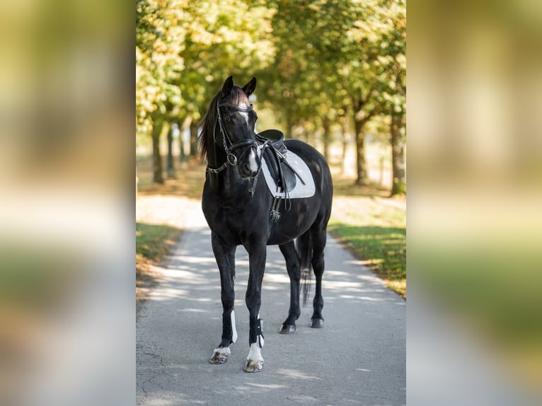 Trakehner Wallach 18 Jahre 167 cm Schwarzbrauner in Retschow