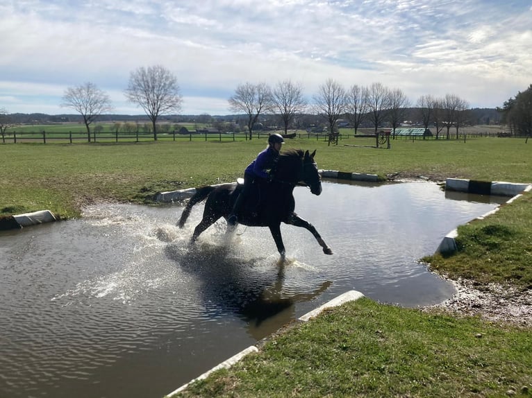 Trakehner Wallach 18 Jahre 167 cm Schwarzbrauner in Retschow